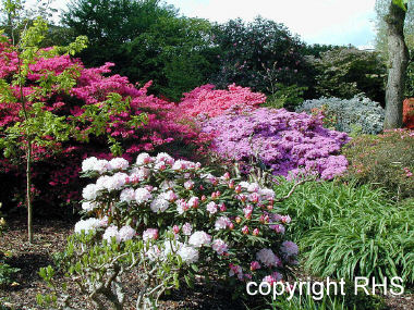Spring shrubbery